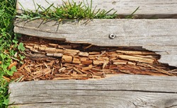 Rotting wood on boardwalk path
