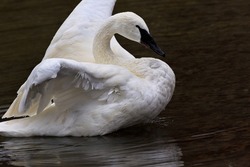 Alluring graceful beauty of Trumpeter Swan flexing white wings with body tilted and black beak visible.  Location is Jackson Hole, Wyoming, in autumn, October 24, 2021.  