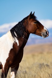 Wild mustang pinto portrait at McCullough Peaks Horse Management Area near Cody, Wyoming, United States