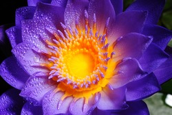 Colorful purple water lily