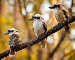 Family of three Kookaburras sitting on a wattle branch in front of green and gold wattle. Iconic Australian bird sat on Australia's national tree in front of Australia's national colours. Aussie as..