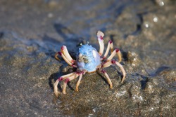 Soldier Crab Mictyris longicarpus aka Faberge crab or March crab, Small inch long crab with powder blue upright spherical body with purple patches on leg joints and eyes on stalks.