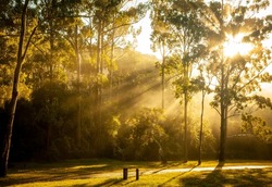 Manna Gum camping area. Early morning sunbeams stream through the trees. Main Range National Park, Queensland Australia.