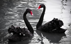 A pair of Black Swans floating on water. The Black Swan was proclaimed the bird emblem of Western Australia on 25 July 1973