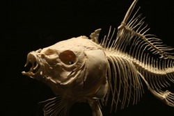 Big fish skeleton