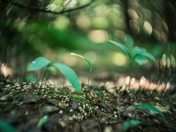 distorted forest plant details with old petzval lens and swirly bokeh effect. artistic images
