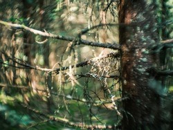 distorted forest plant details with old petzval lens and swirly bokeh effect. artistic images