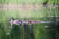 duck with the ducklings first time in the water on the lake at summer