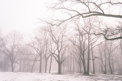 cold winter city park in mist with snow covered tree trunks - vintage old look