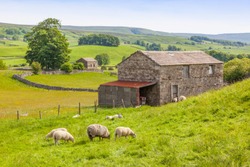 Sheep grazing outside a traditional farm barn in the Yorkshire Dales in England.