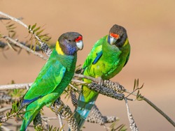 A pair of Australian Ringnecks of the western race, known as Twenty-eight Parrots, photographed in a forest of South Western Australia.