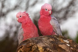 A pair of Galahs (a type of cockatoo) at The Pinnacles, Nambung National Park, Western Australia.