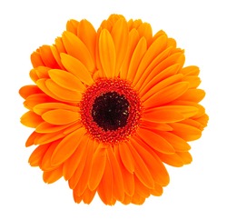 Single orange gerbera flower isolated on white background