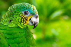 Green Parrot. Beautiful cute funny bird of green ara macaw parrot outdoor on green natural background.