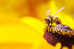 Close-up photo of a Western Honey Bee gathering nectar and spreading pollen on a young Autumn Sun Coneflower (Rudbeckia nitida).