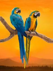 two parrots with sunset background