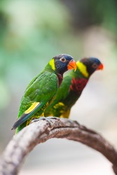 Two colorful parrot