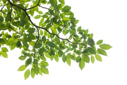 XXXL: isolated Green leaf on white background