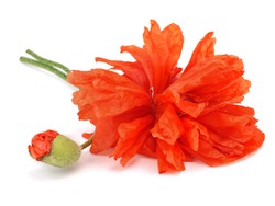 Red poppy flower on a white background