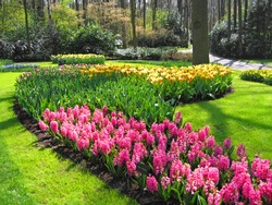 The Netherlands, Haarlem. Flowers in a botanical garden