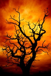 dead tree with a surreal scary red and orange sky for Halloween