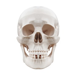 Plastic human skull on isolated white background.