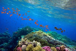 Beautiful tropical coral reef with shoal or red coral fish Anthias. Wonderful underwater world with corals, tropical fish
