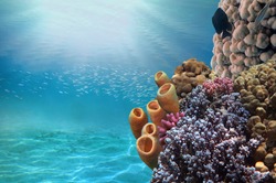 Colonial Tube Coral., Callyspongia siphonella, Fury Shoal, Red Sea, Egypt