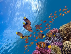 Underwater scene. Coral reef, fish groups in clear ocean water. Red Sea