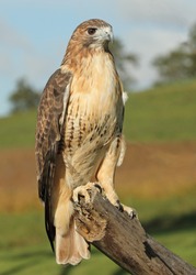 A Red tailed Hawk on a tree branch