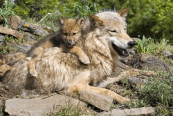 Wolf Cub And Mother At Den Site