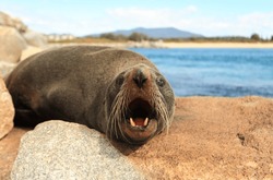 Fur seals have large eyes, a pointed face with whiskers and sharp teeth. The Australian Fur Seal, Arctocephalus pusillus doriferus is the largest of all the fur seals.