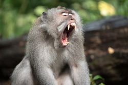 Angry screaming macaque in the forest, Bali, Indonesia.
