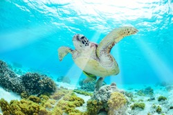 turtle  underwater