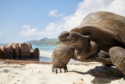 Aldabra giant tortoise on sand beach. Close-up view of turtle against seascape in Seychelles.