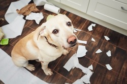 Naughty labrador retriever alone at home. Guilty look of dog after he broke plate and tore rolls of paper.
