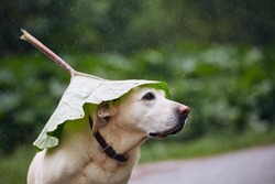 Funny portrait of dog during rainy day. Labrador retriever hiding head under leaf of burdock in rain.