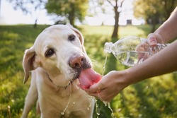 Dog drinking water from plastic bottle. Pet owner takes care of his labrador retriever during hot sunny day.	
