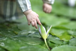 Child's hand reaching for water lily 