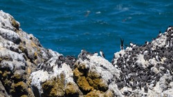 Yaquina head at Oregon, one of the largest Common Murre bird colonies on the west coast.