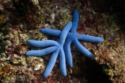 Pair of blue starfish