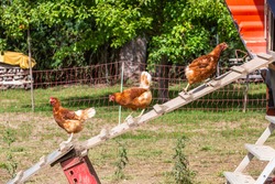 three hens on a chicken ladder outdoors in sunshine