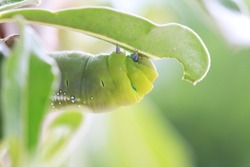 Macro close up Caterpillar, green worm is eating leaf