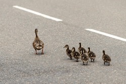 A female duck with her chicks walking on a public road.