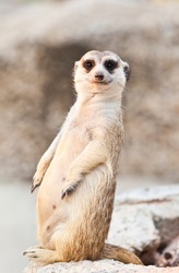 Meerkat on looking something wrong