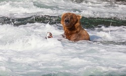 A grizzly bear hunting salmon at Brooks falls. Coastal Brown Grizzly Bears fishing at Katmai National Park, Alaska. Summer season. Natural wildlife theme.