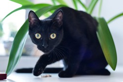 black cat looking at the camera