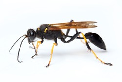 black wasp trypoxylon figulus isolated on white