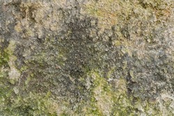 The wall is damaged by moisture - mold, moss. Poor living conditions. The problem with high humidity, the fight against the fungus. Texture, background