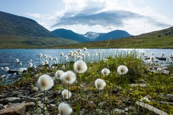 Arctic cotton grass fluffy flowers next to lake in Swedish Lapland. Northern Sweden mountains environment in summer day